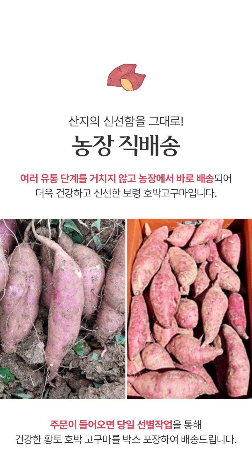 산지직송 보령 황토 호박고구마 비세척 10kg 상세 이미지 9