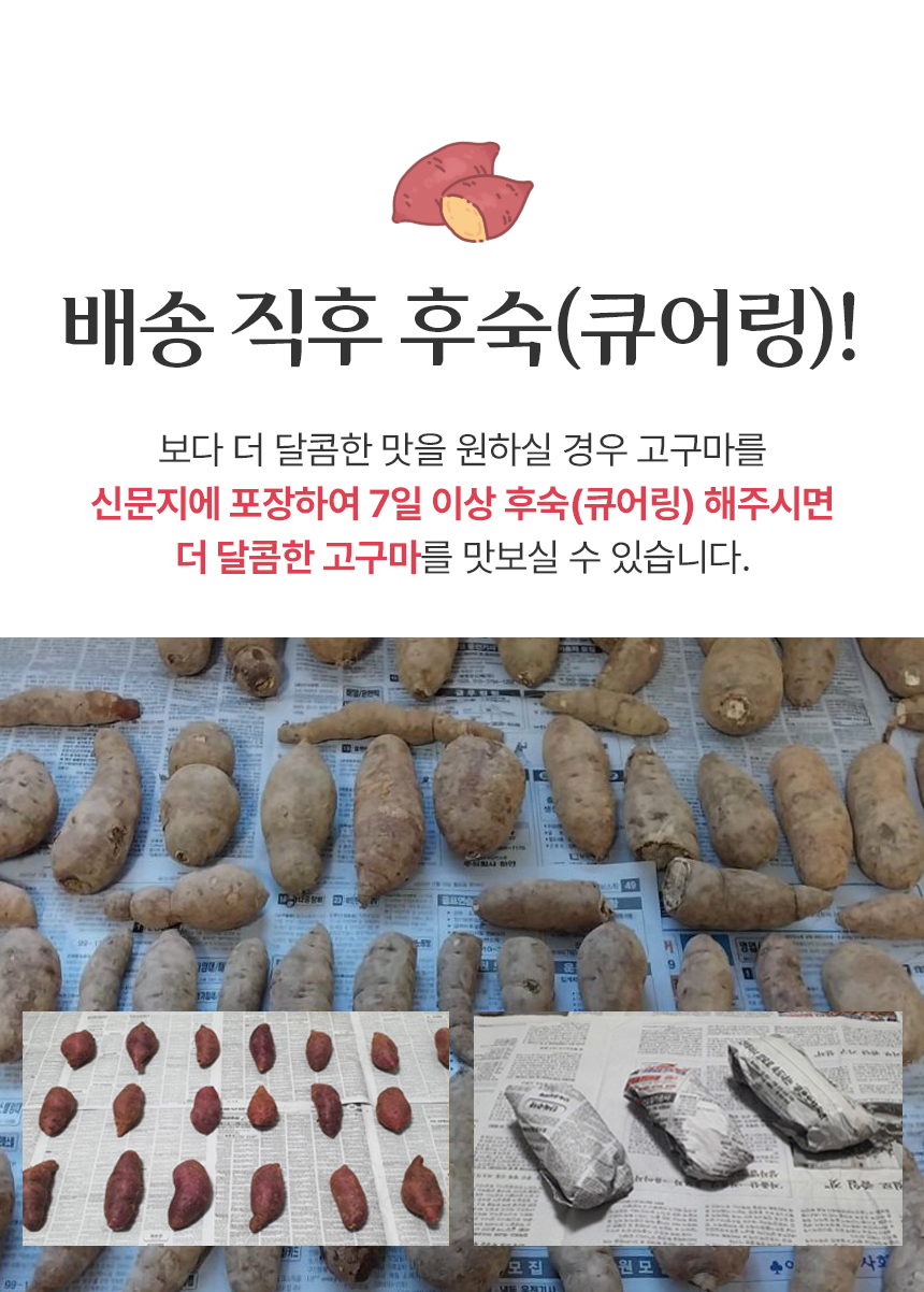 산지직송 보령 황토 호박고구마 비세척 10kg 상세 이미지 10