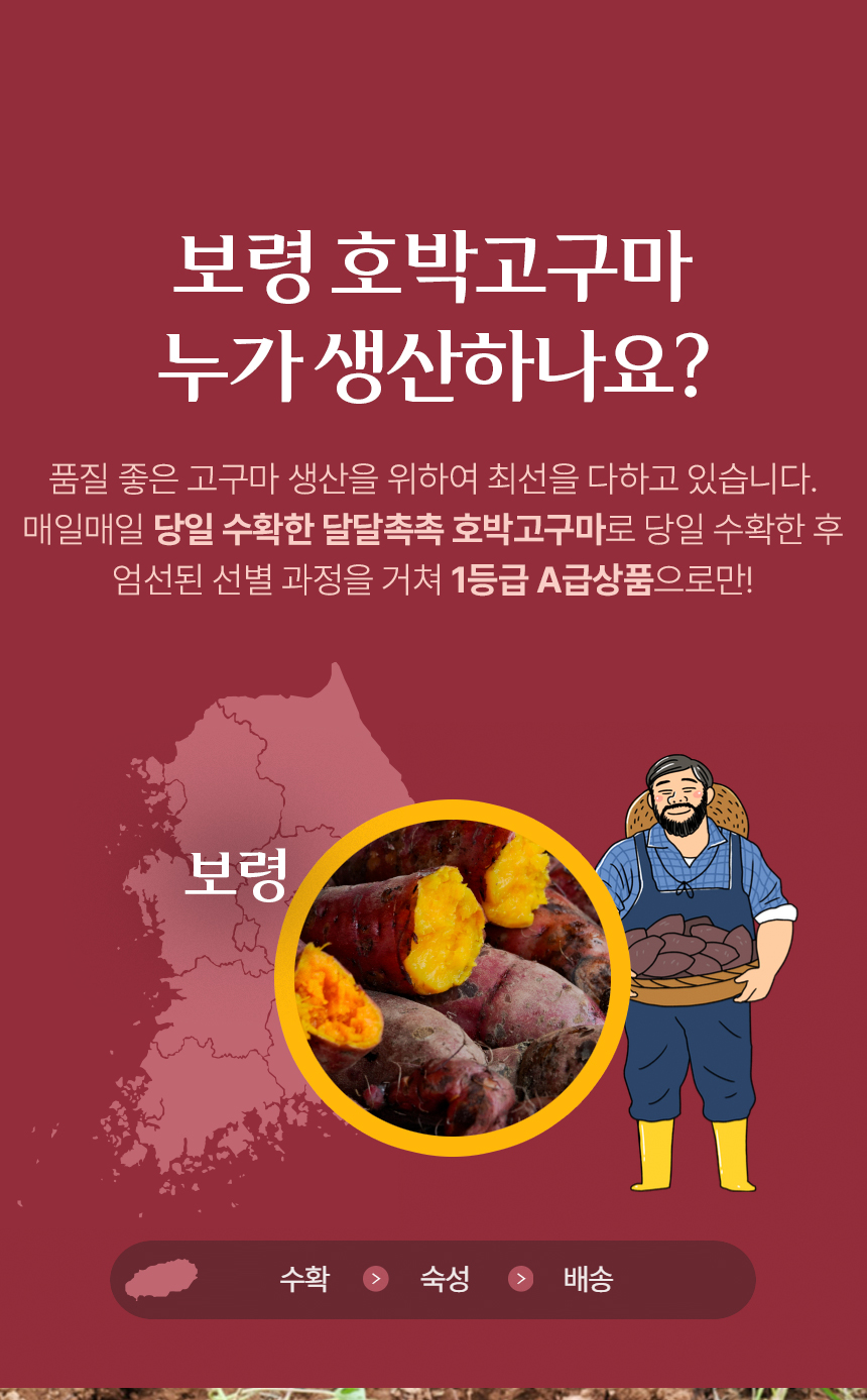 산지직송 보령 황토 호박고구마 비세척 10kg 상세 이미지 4