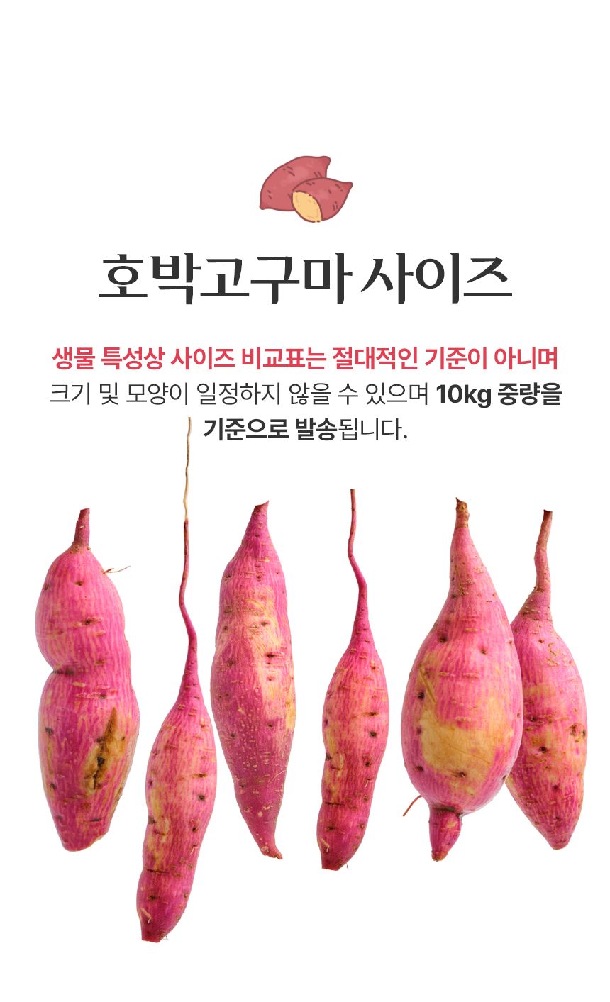 산지직송 보령 황토 호박고구마 비세척 10kg 상세 이미지 11