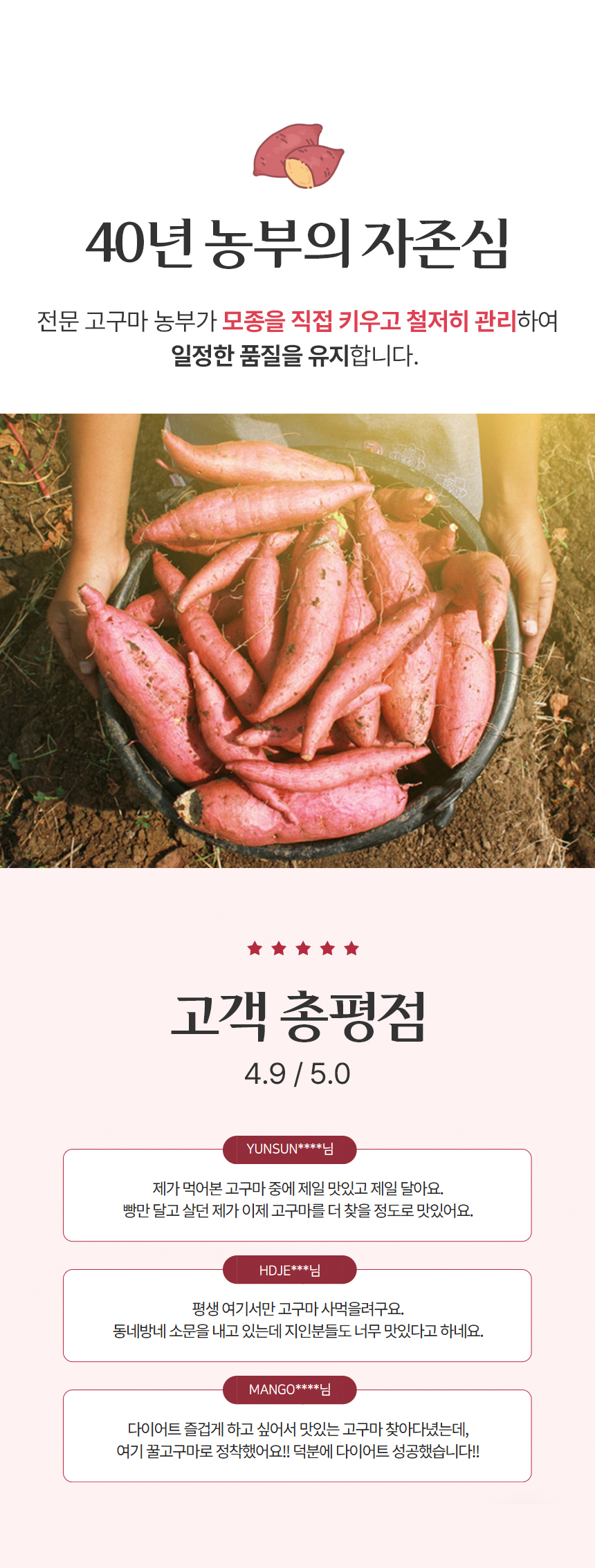 산지직송 보령 황토 호박고구마 비세척 10kg 상세 이미지 8